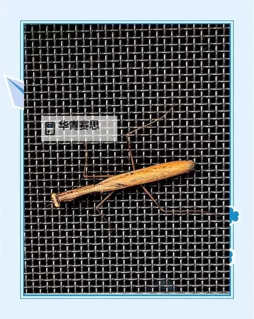 螳螂可以出星蚀吗:揭秘一下这个奇特的天文现象图1