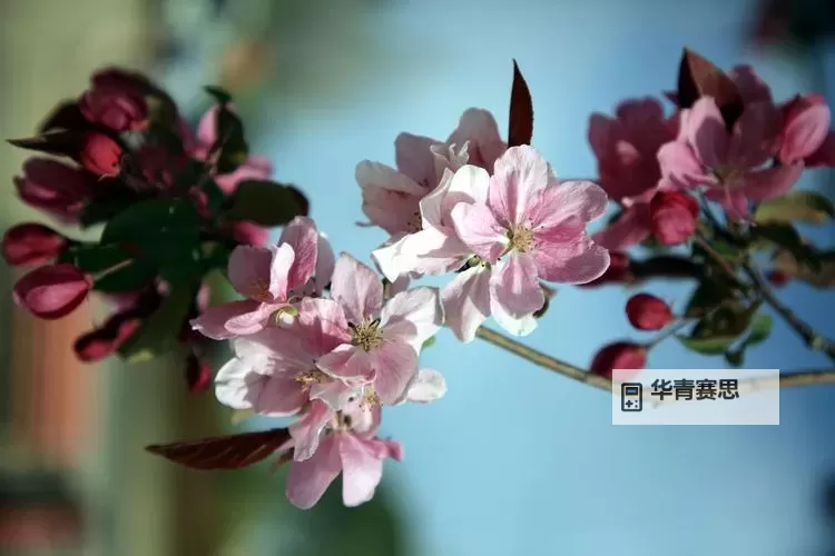 六月鲜婷婷:初夏时光的清新韵味图1