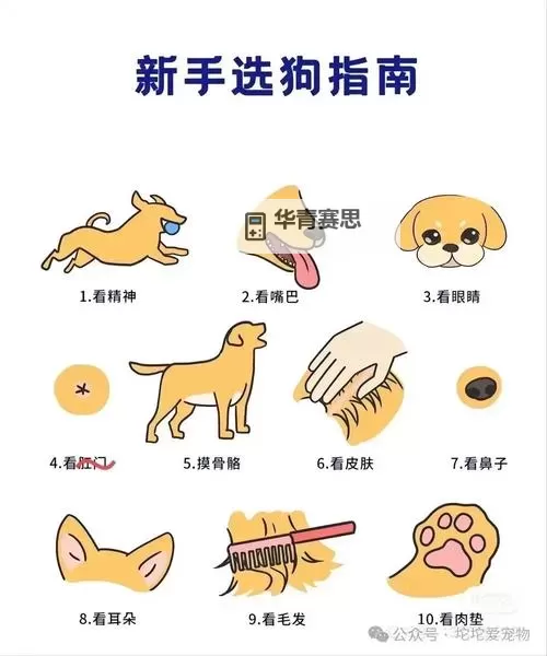 掌握技巧:狗头进阶教学全攻略图1