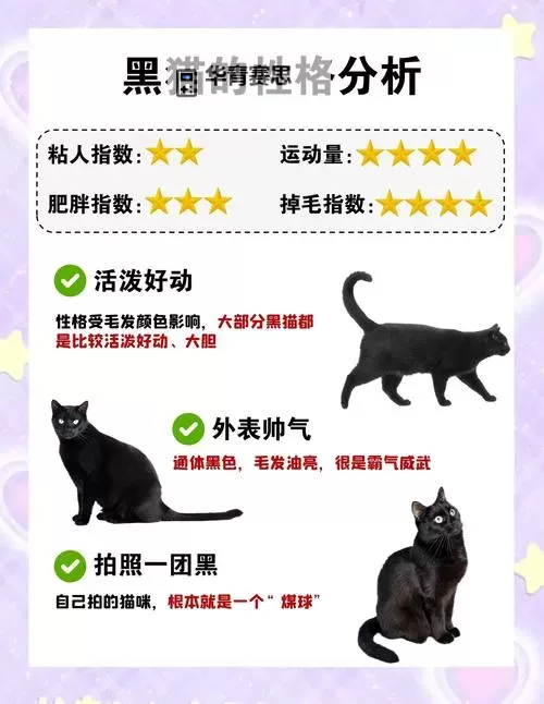 黑猫的正确填充方法漫画免费下拉指南，轻松掌握技巧！图2