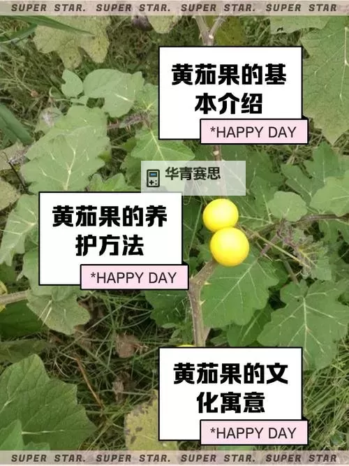 黄色茄子视频:精彩内容一网打尽图1