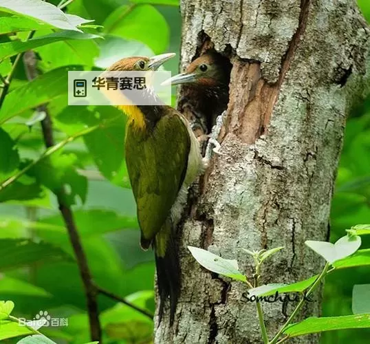 啄木鸟行动：守护森林的绿色使者图1