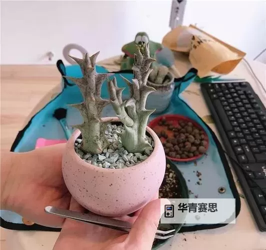 紫龙插花芯:让花艺绽放出独特魅力的秘密武器图1