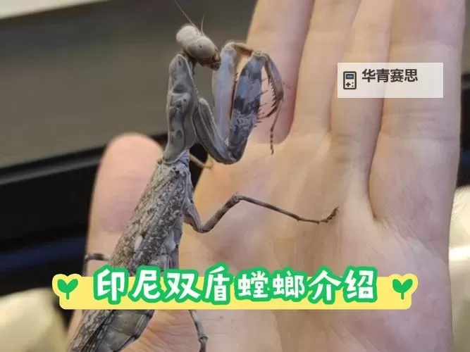 螳螂打野带什么宠物最好:最佳宠物推荐与搭配技巧图1