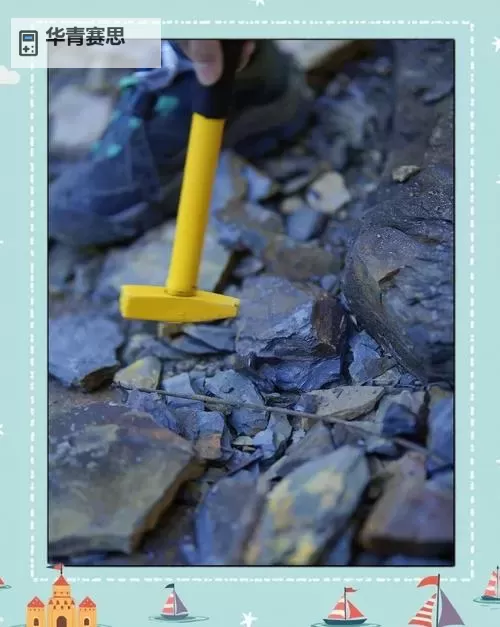 大漠进化石主线给吗?探索远古生命的秘密图1