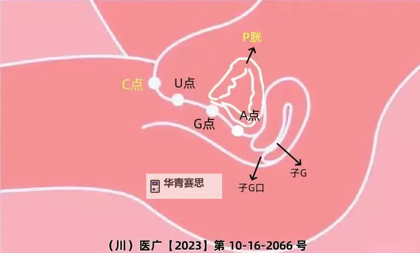 女性身体五点是哪五点：关键部位解析图2