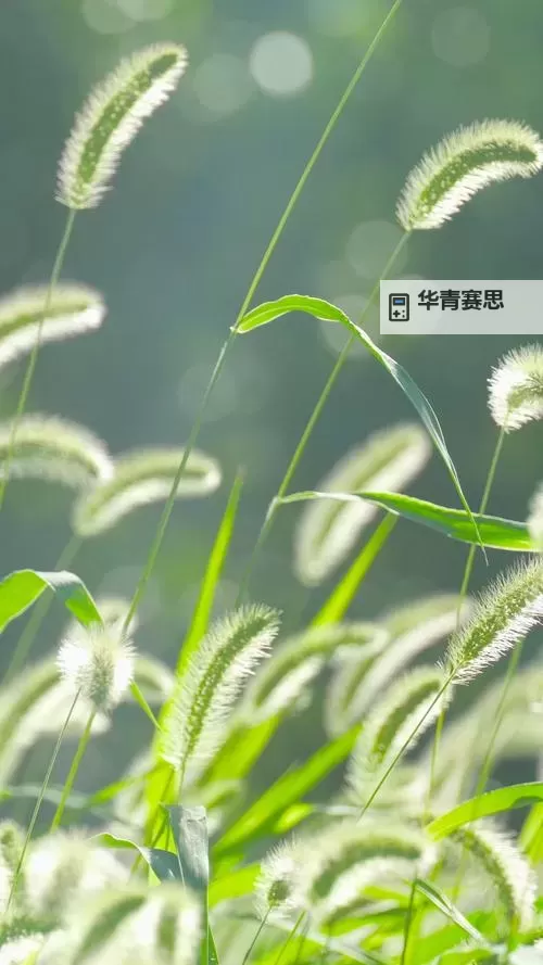 九草视频免费:畅享自然之美的最佳选择图1