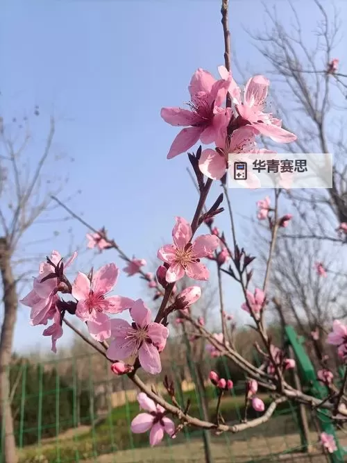 国色天香桃花朵朵综合网站:绽放春日美丽的桃花盛宴图1