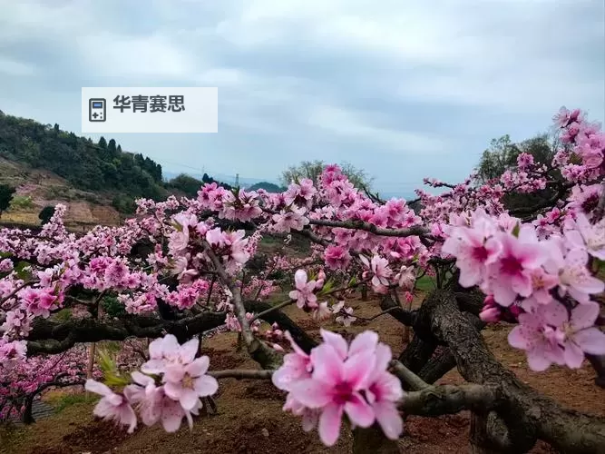 国色天香桃花朵朵综合网站:绽放春日美丽的桃花盛宴图2