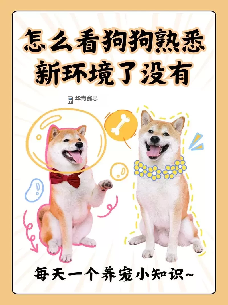 如何让狗狗顺利进入新环境的方法图1