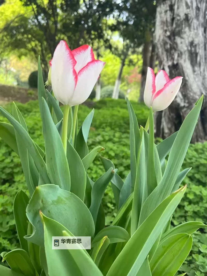 探索最新精彩内容:nxgx视频全面解析图1