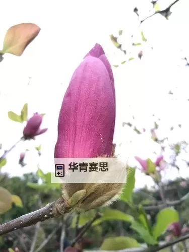 探索强烈的气息哪个图最多:图像中最浓烈气息的秘密揭晓图1