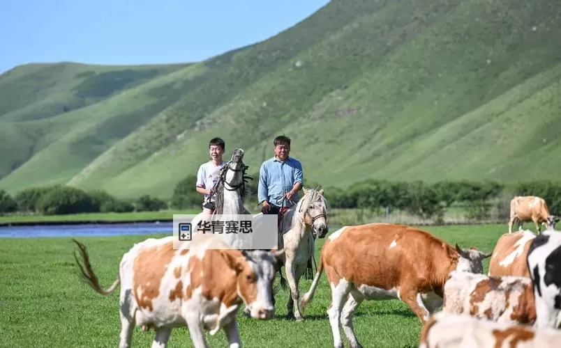 赶牛怎么玩:传统牧歌中的趣味体验与技巧分享图1