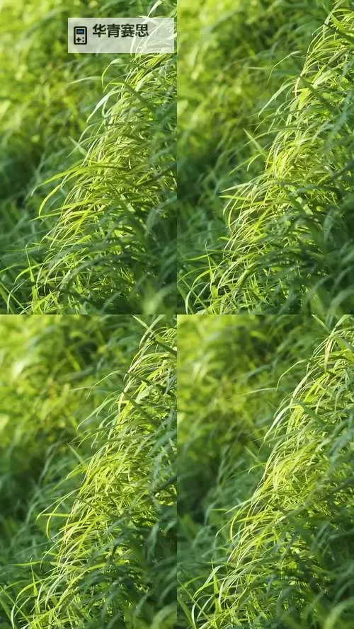 青草视频在线观看视频：免费在线观看最新优质内容图1