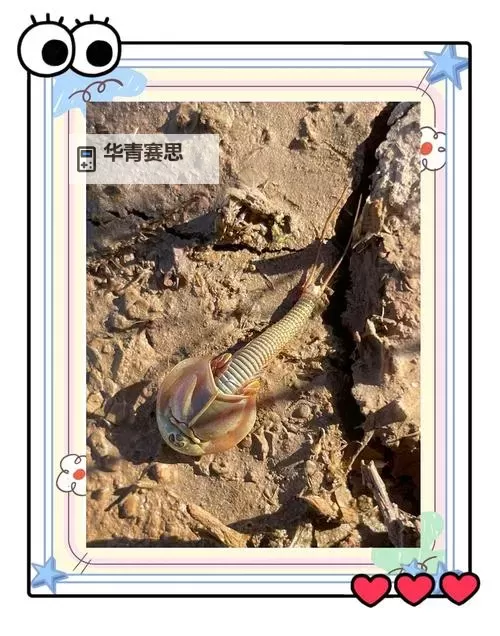 现在还存在的远古生物：地球上的活化石之谜图1