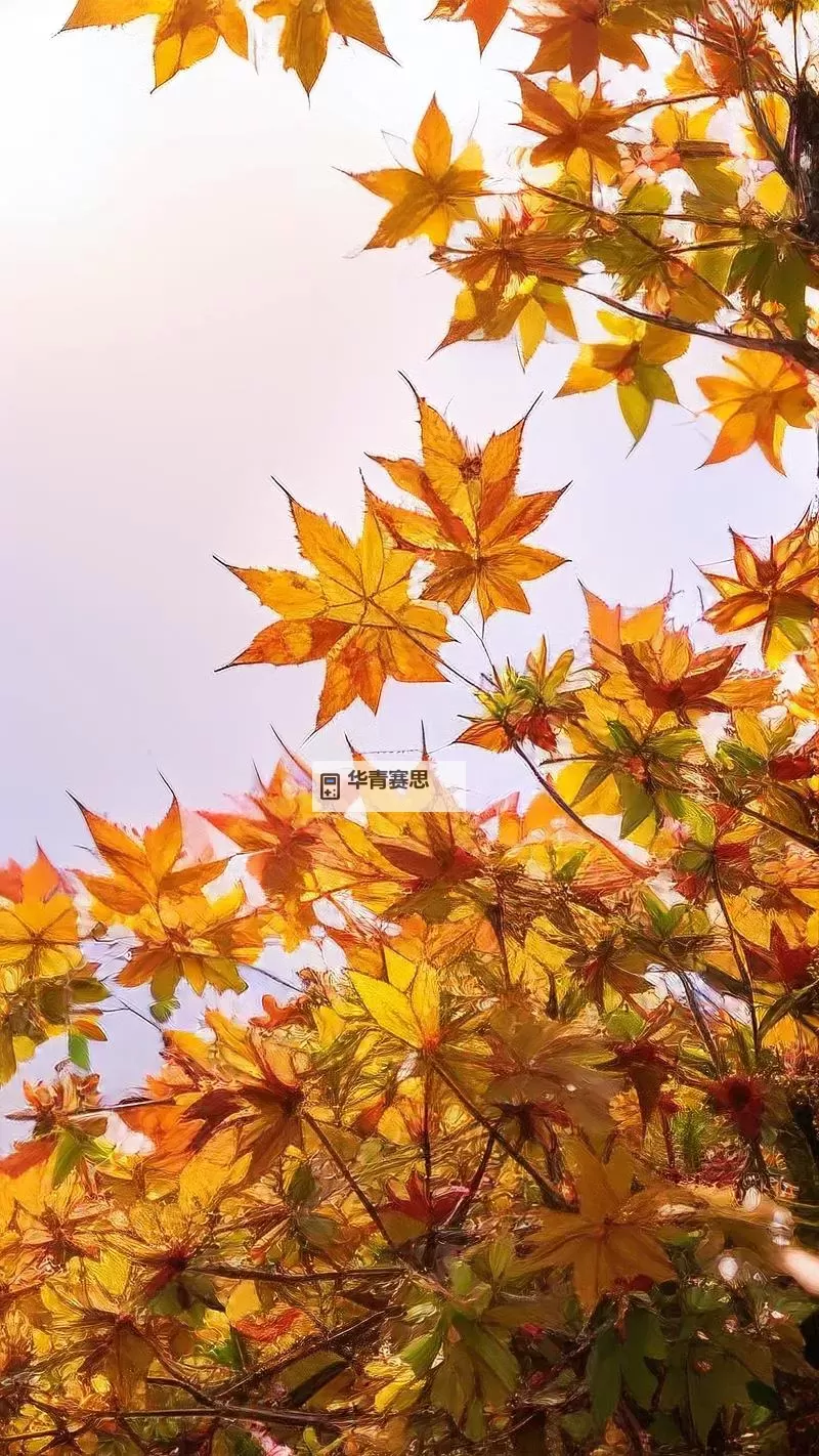 造梦西游三宣花锤黑打造吗:黑色花锤的打造攻略与技巧图2