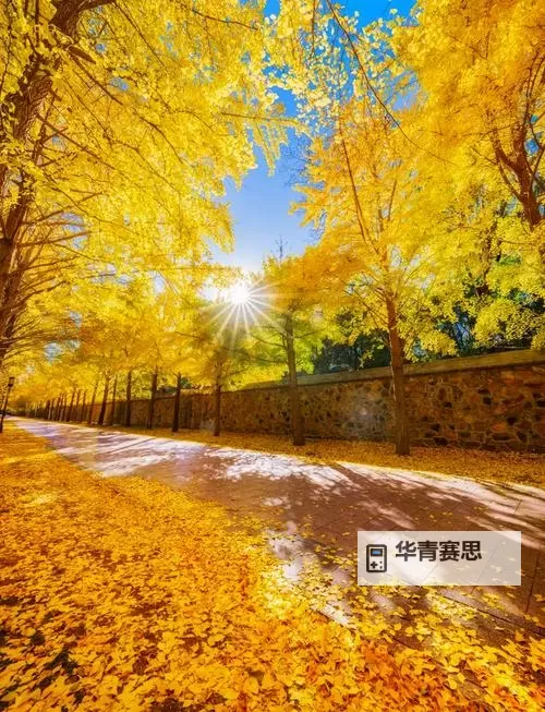 造梦西游三宣花锤黑打造吗:黑色花锤的打造攻略与技巧图1
