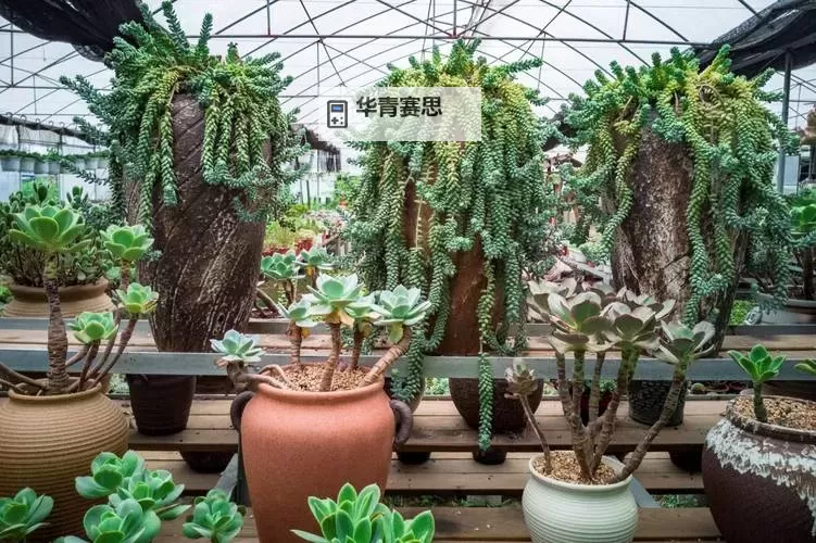 整篇都是车的多肉1V4推荐:打造汽车主题多肉植物的最佳选择图1