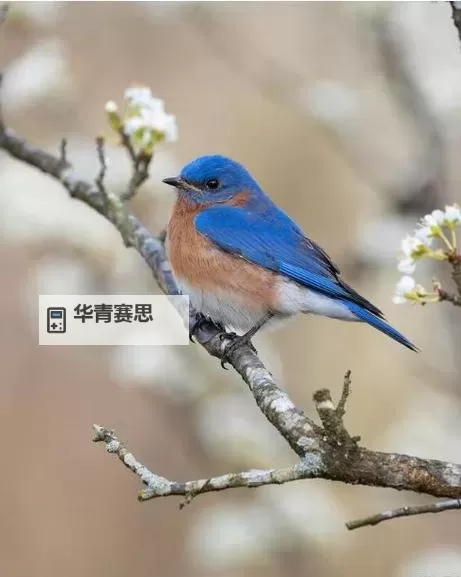 圣天树卡组:打造绿色奇迹的最强阵容解析图2