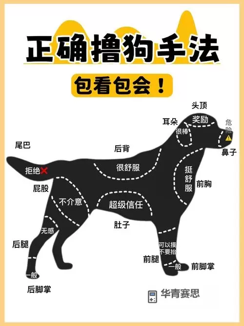 怎样引导狗狗进入自己:有效的方法与技巧分享图2