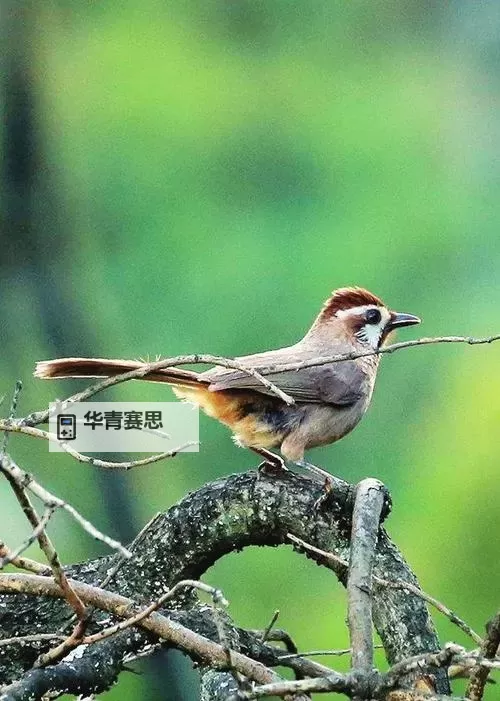 圣天树卡组:打造绿色奇迹的最强阵容解析图1