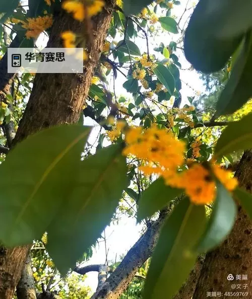 《乱世终结战》可连发主将技的巾帼——孙鲁班图1