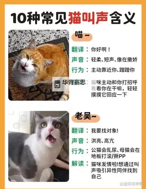 掌握实用技巧:在线发声翻译助您轻松突破跨语言沟通障碍图1