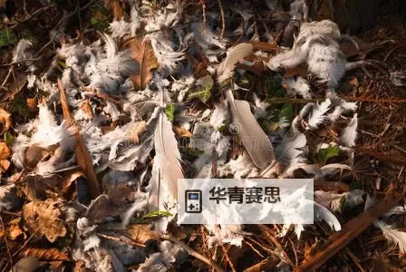 羽毛划脚要尿了:意外的困境与应对之道图1