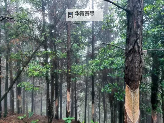探索精彩内容:四虎影视7788最新资源全收录图1