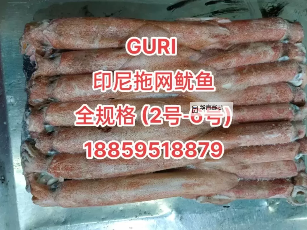 探索精彩内容:鱿鱼网BY66626带你领略无限惊喜图1