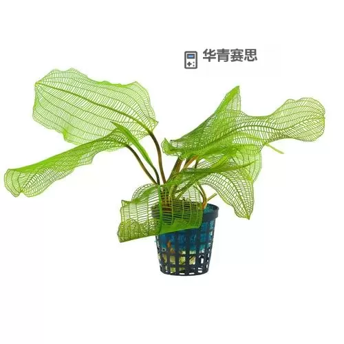 探索互联网新风尚:青草网带你领略自然与科技的完美融合图1