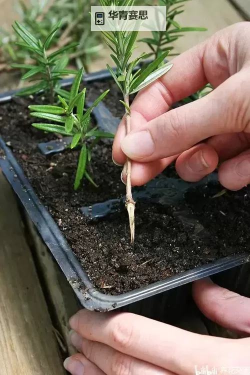 男女扦插技术详解:提高植物繁殖成功率的关键方法图1