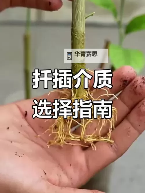 男女扦插技术详解:提高植物繁殖成功率的关键方法图2